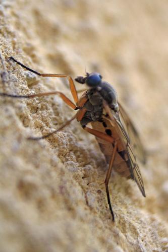 Rhagio vitripennis